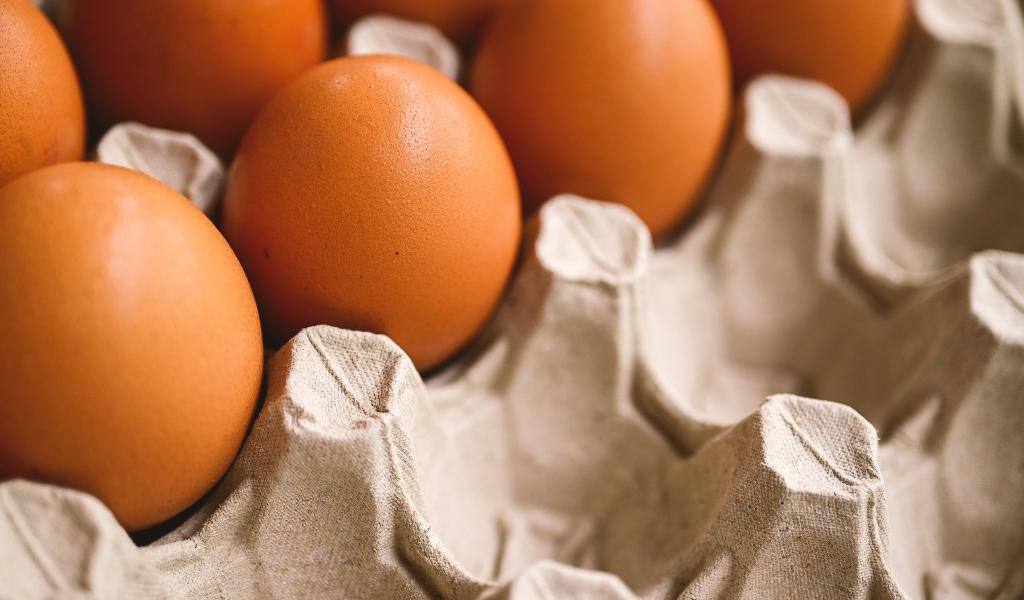 Pulp and Fiber Mold Clogs: Causes, Effects, and How To Prevent Them-featured-image