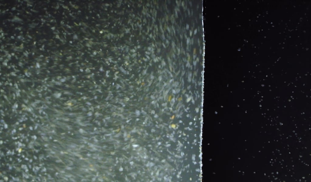 Biofouling in Desalination: Causes, Consequences, and Solutions-featured-image